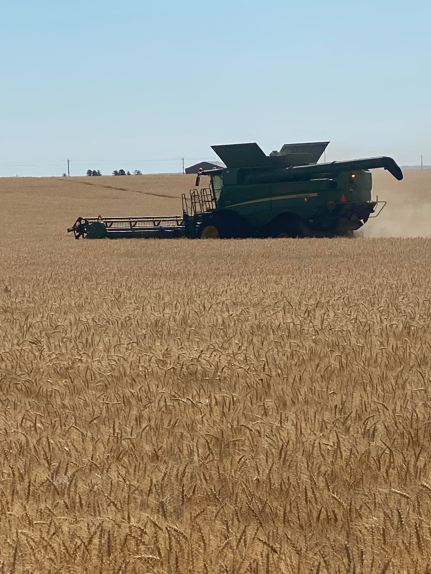 Combine harvesting an organic wheat field