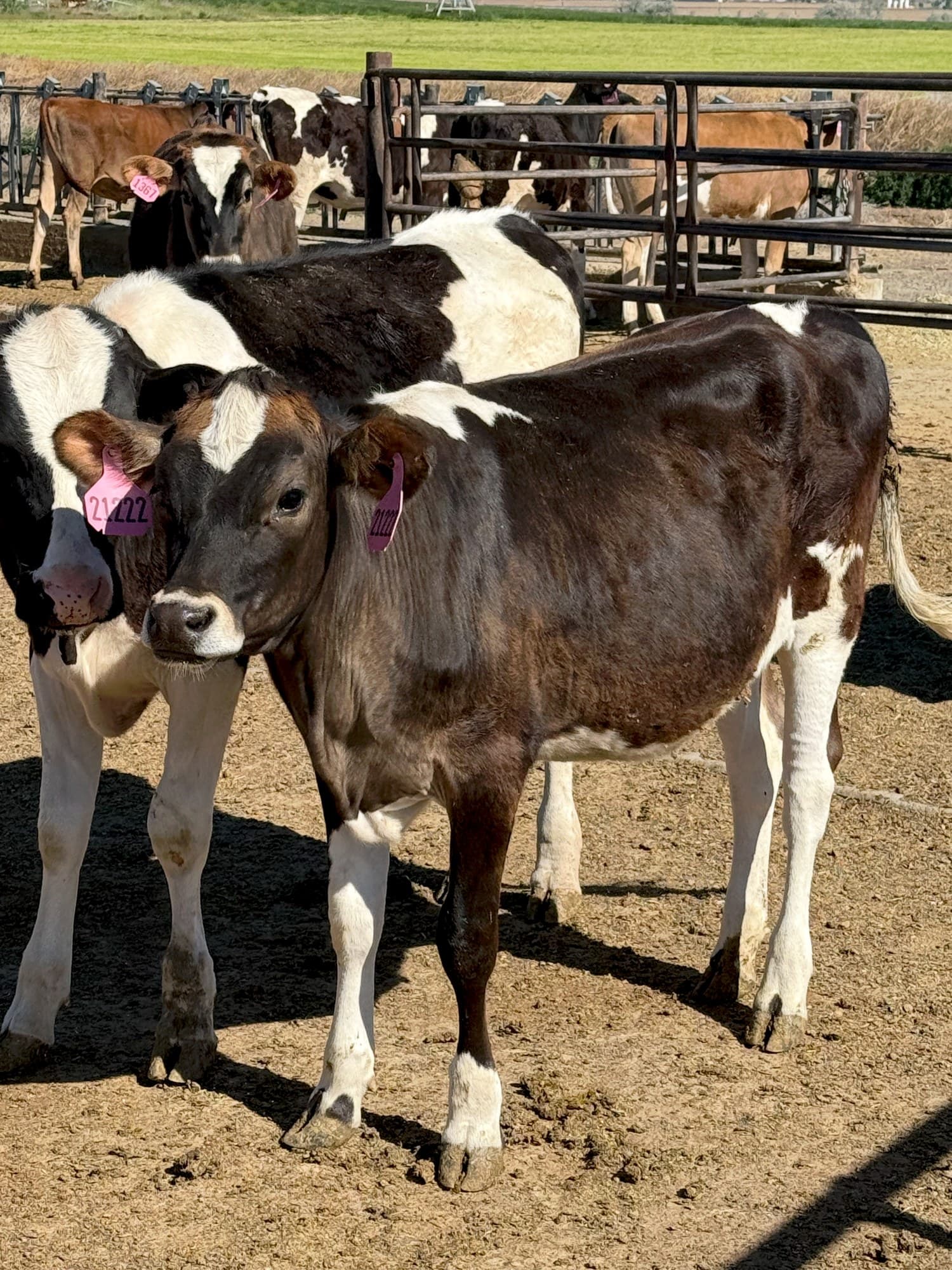 Dairy cattle in a clean, bedded barn
