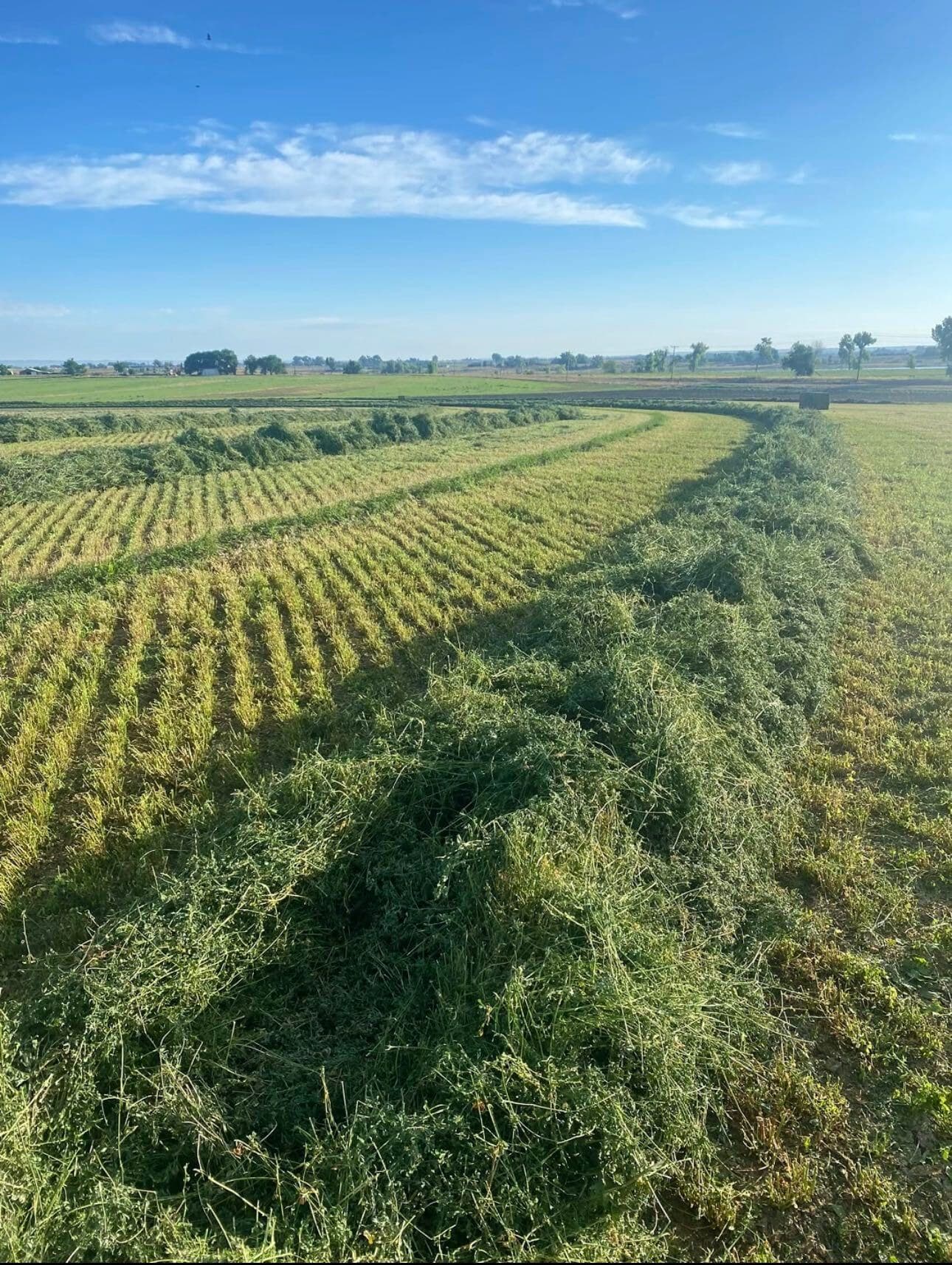 Cut forage lying in windrows across a field under open sky