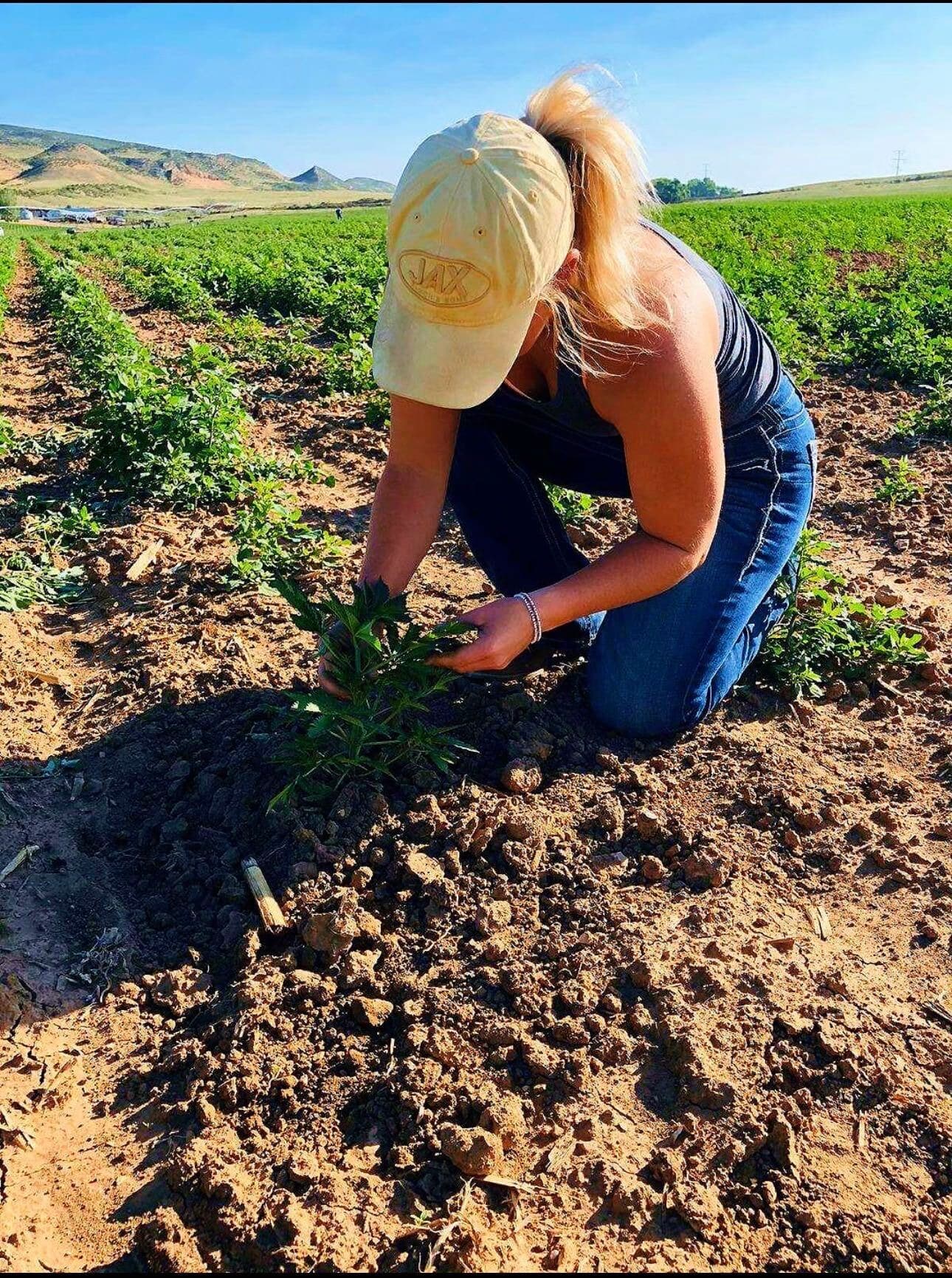 Grower kneeling to hand-set a seedling in freshly worked soil
