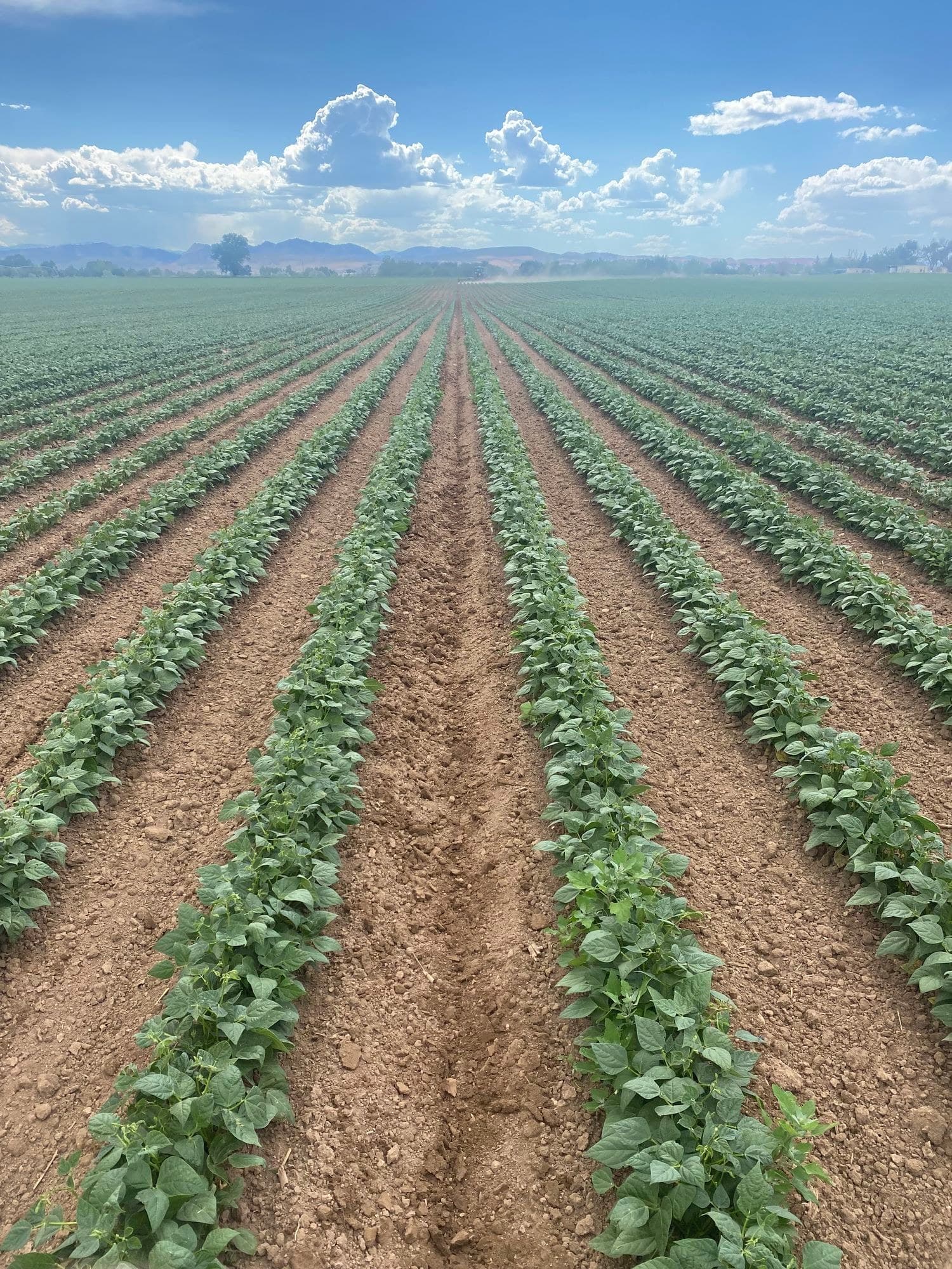 Bean rows running to the horizon on a certified organic field