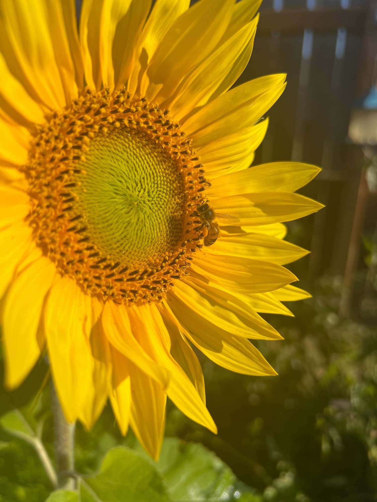 Sunflowers in bloom on a certified organic farm